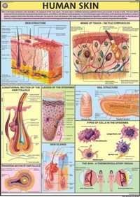 Human Skin Chart