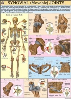 Movable Joints Chart Dimensions: 70 A  100  Centimeter (Cm)