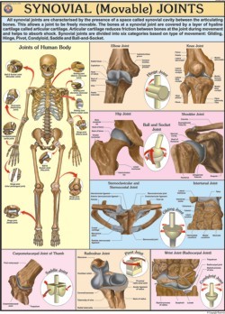 Movable Joints Chart Dimensions: 70 A  100  Centimeter (Cm)