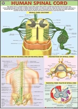 Human Spinal Cord Chart Dimensions: 70 A  100  Centimeter (Cm)