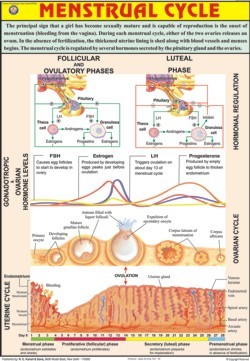 Menstrual Cycle Chart
