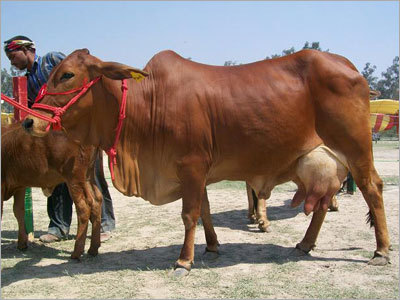 Dairy Sahiwal Cow - Color: Brown