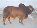 Sahiwal Bull - Color: Brown