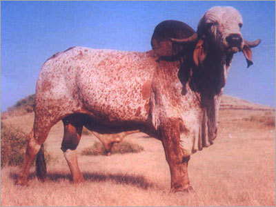 Gir Bull - Color: Brown