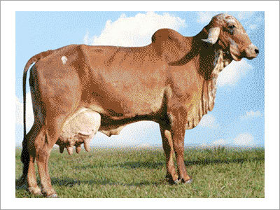 Gir Milch Cow - Color: Brown