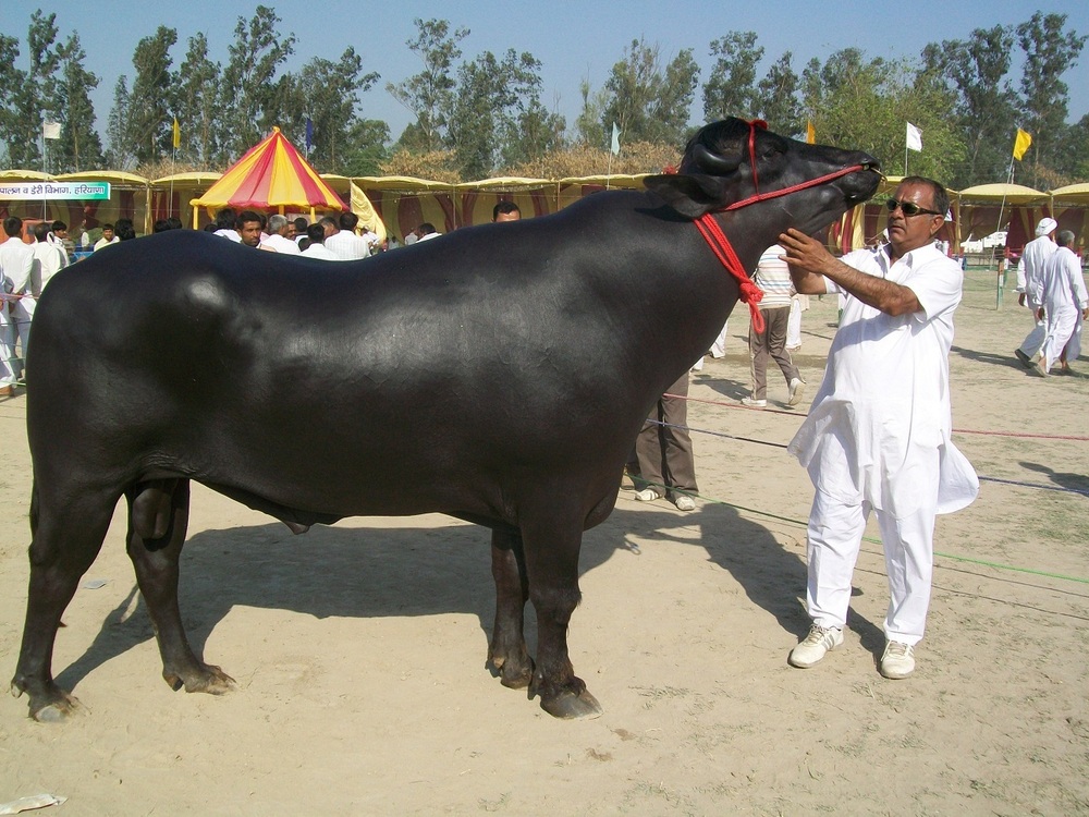 Murrah Buffalo - Color: Black
