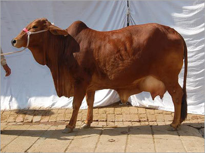 1St Calver Sahiwal Cow - Color: Brown
