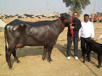 Black Murrah Buffalo - Gender: Female
