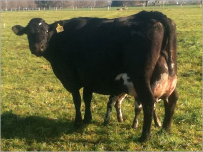 Hf Crossbred Cow - Color: Brown