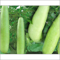 Bottle Gourd Juice