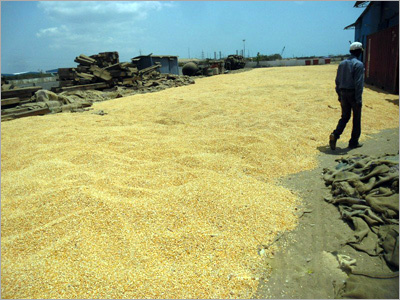 Damaged Food Grains