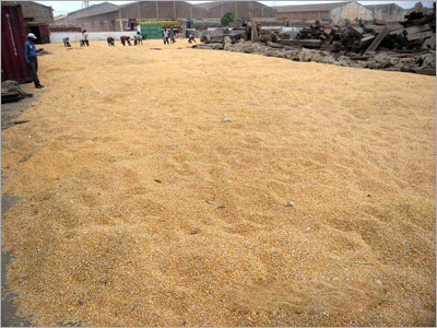 Food Grain