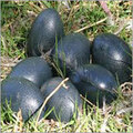 Emu Bird Eggs