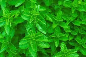 Spearmint oil