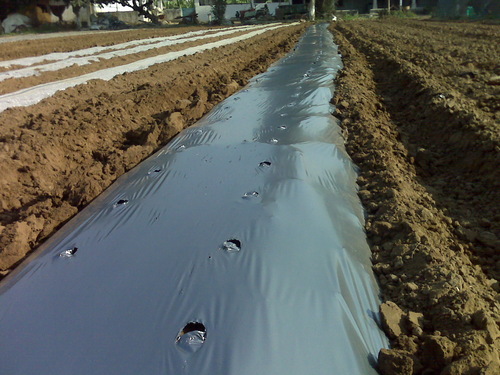 Mulch Film