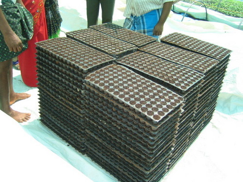 Seed Trays