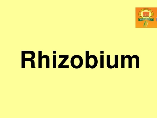Rhizobium