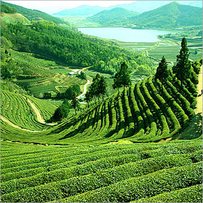 Darjeeling Tea