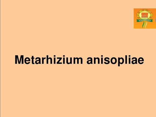 Metarhizium Anisopliae