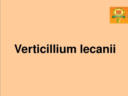 Verticillium Lecanii