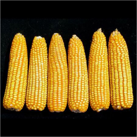 Yellow Corn