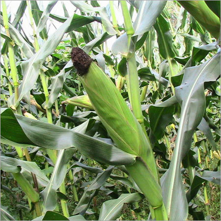 Baby Corn Plant