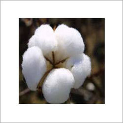 Raw Cotton
