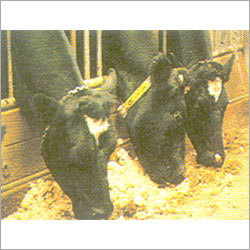 Yellow Maize