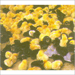 Maize Gluten