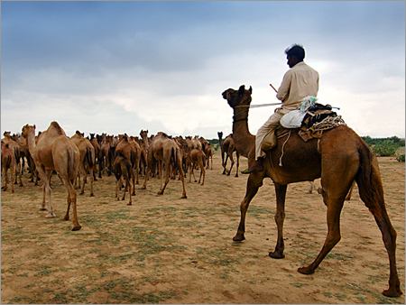 Camel and Jeep Safari