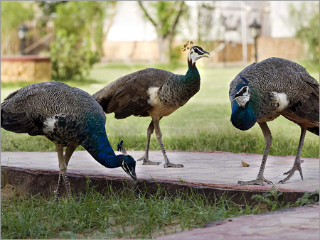 Resort Garden Decoration