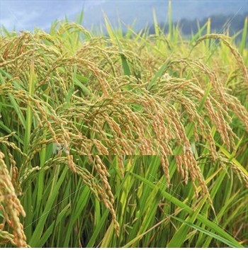 Rice-plants-field