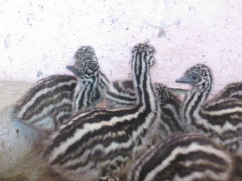 Healthy Emu Chicks