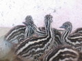 Healthy Emu Chicks