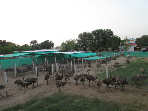 Emu Farming Services