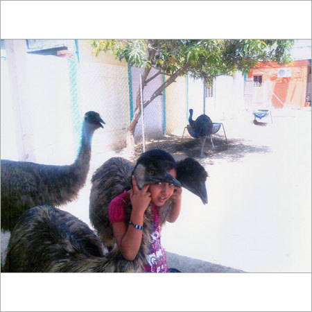 High Breed Emu Chicks