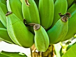 raw-banana