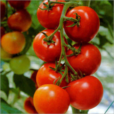 Natural Red Delicious Tomato
