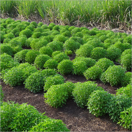 Medicinal Stevia Plants