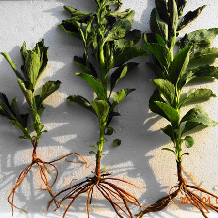 High Glycosides Stevia Plant