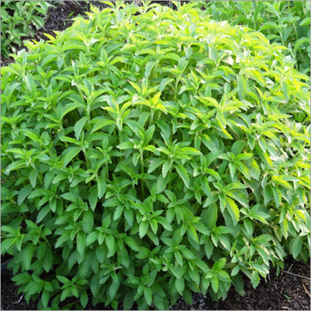 Stevia Production Plant