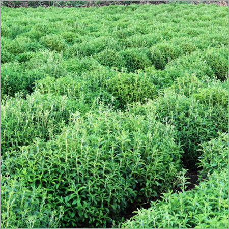 Organic Stevia Plant