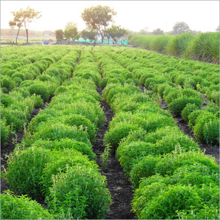 Pure Stevia Nursery
