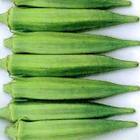 Okra