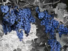 Black grapes