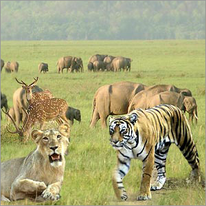 Wildlife Tour Packages