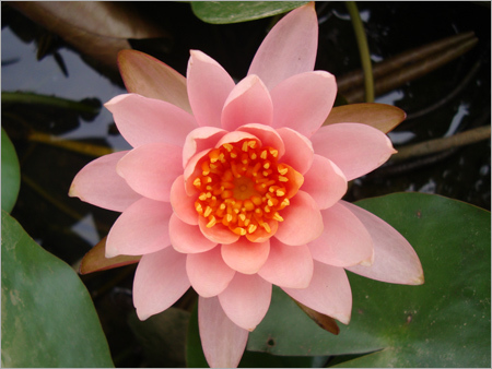 Water lily