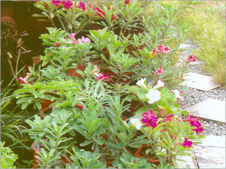 Adenium Obesum
