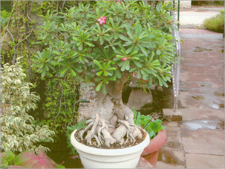 Adenium Obbsum