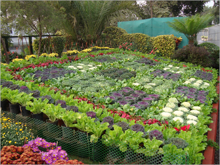 Commercial Gardening Services